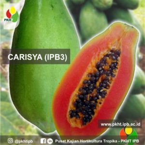 gambar pepaya jelek gambar pepaya jelek