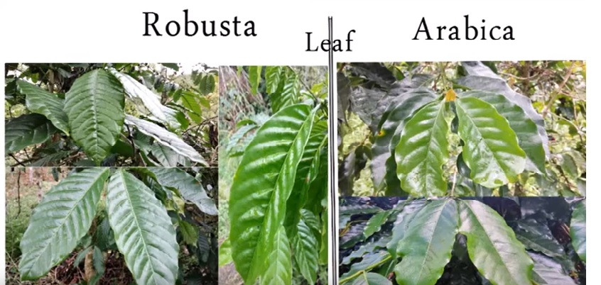 perbedaan kopi robusta dan arabika