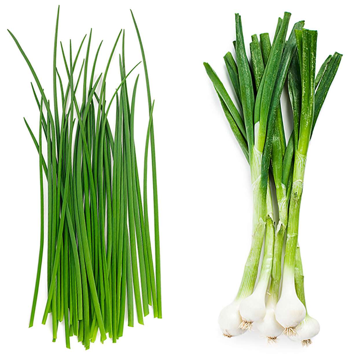 perbedaan kucai dan daun prei perbedaan kucai dan daun prei