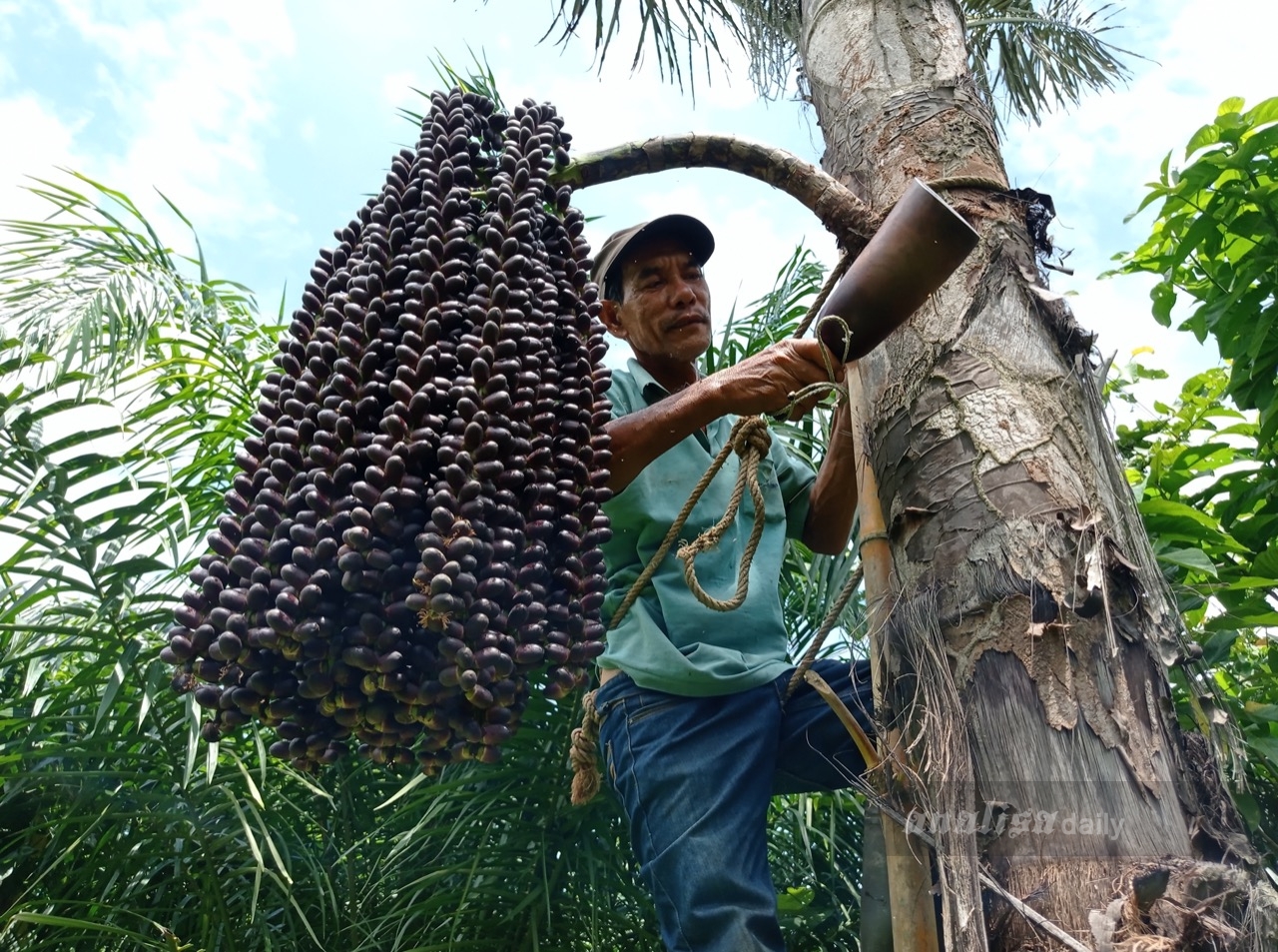 menyadap nira dari pohon aren