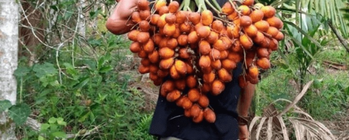 Pinang Betara