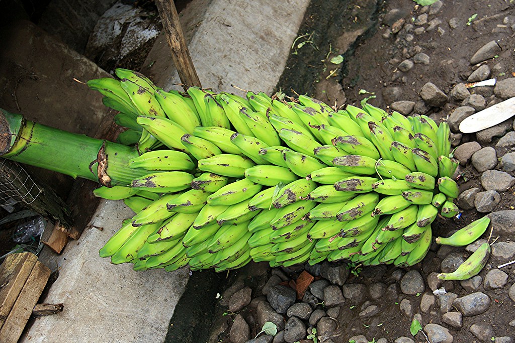 pisang biji