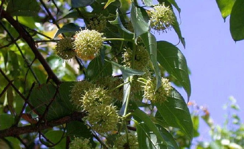 buah-gambir buah-gambir