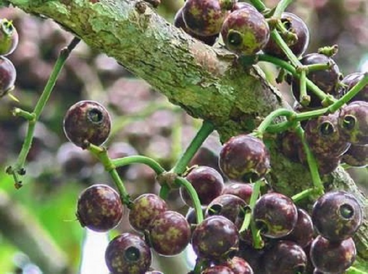 buah-kaliasem buah-kaliasem