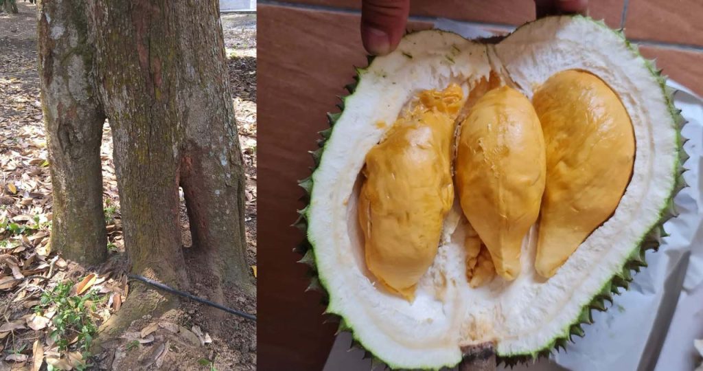 durian musang king kaki tiga