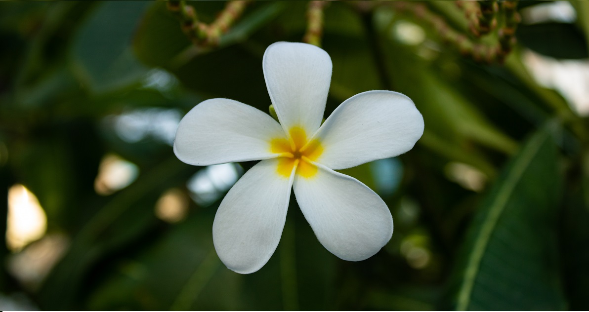 bunga kamboja bunga kamboja