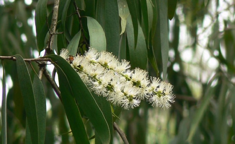 pohon-kayu-putih pohon-kayu-putih