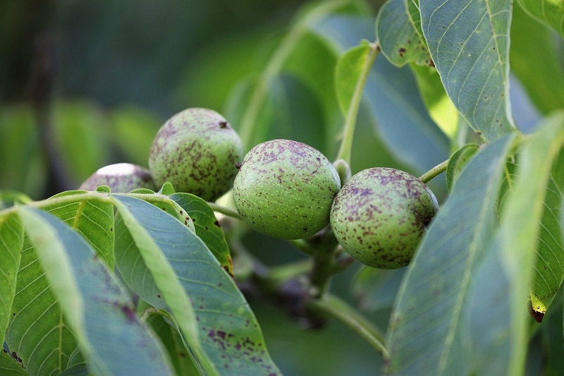 buah-kenari buah-kenari