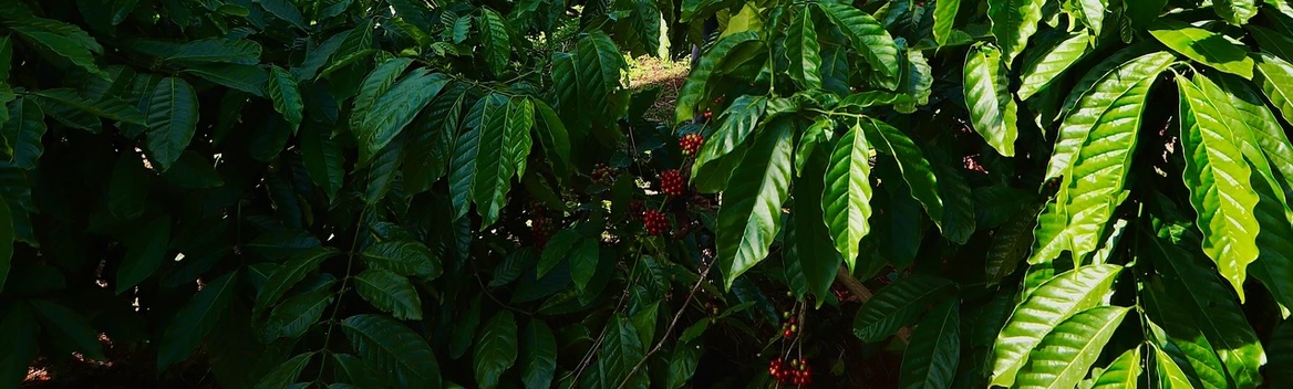 kopi robusta