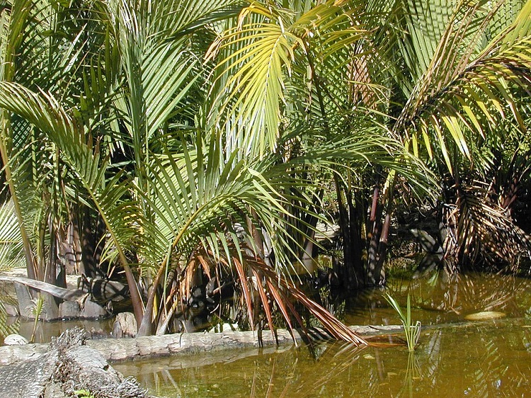 pohon-nipah