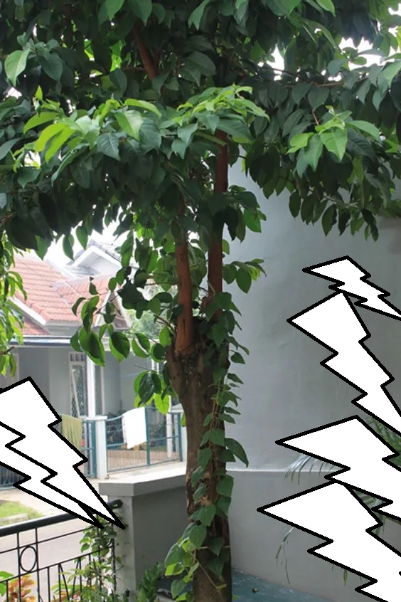pohon salam
