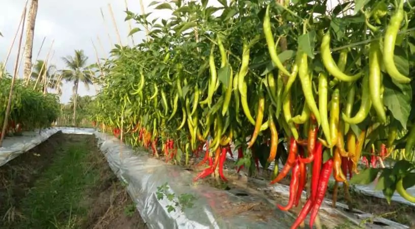 Pupuk KCL untuk Tanaman Cabe: Manfaat dan Cara Aplikasi