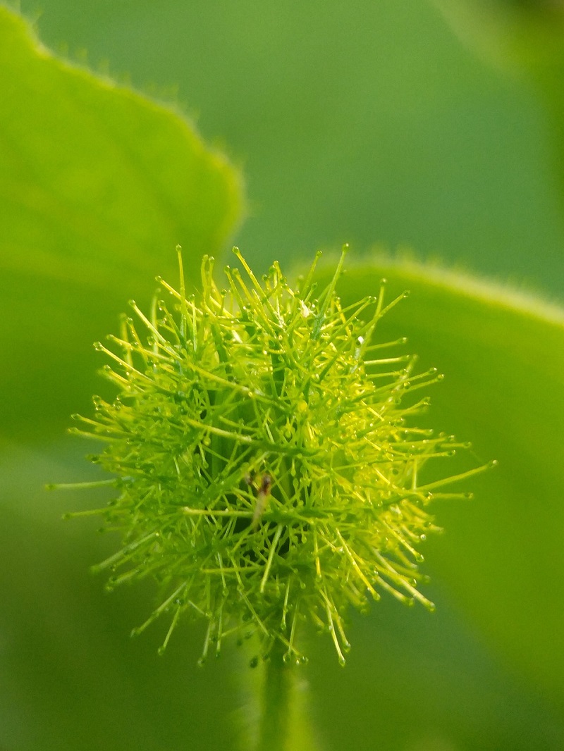 manfaat buah rambusa