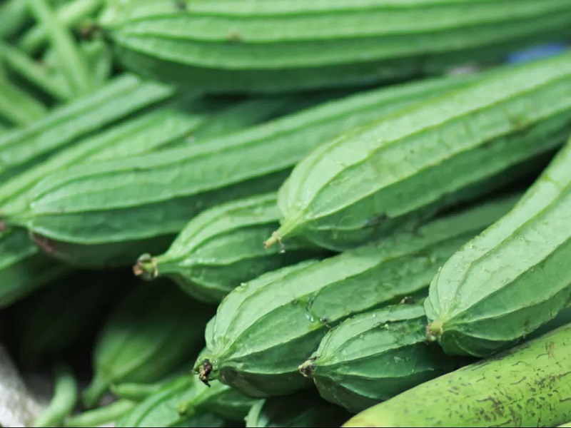 budidaya-tanaman-gambas