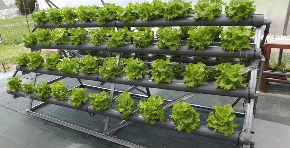 menanam selada metode hidroponik menanam selada metode hidroponik