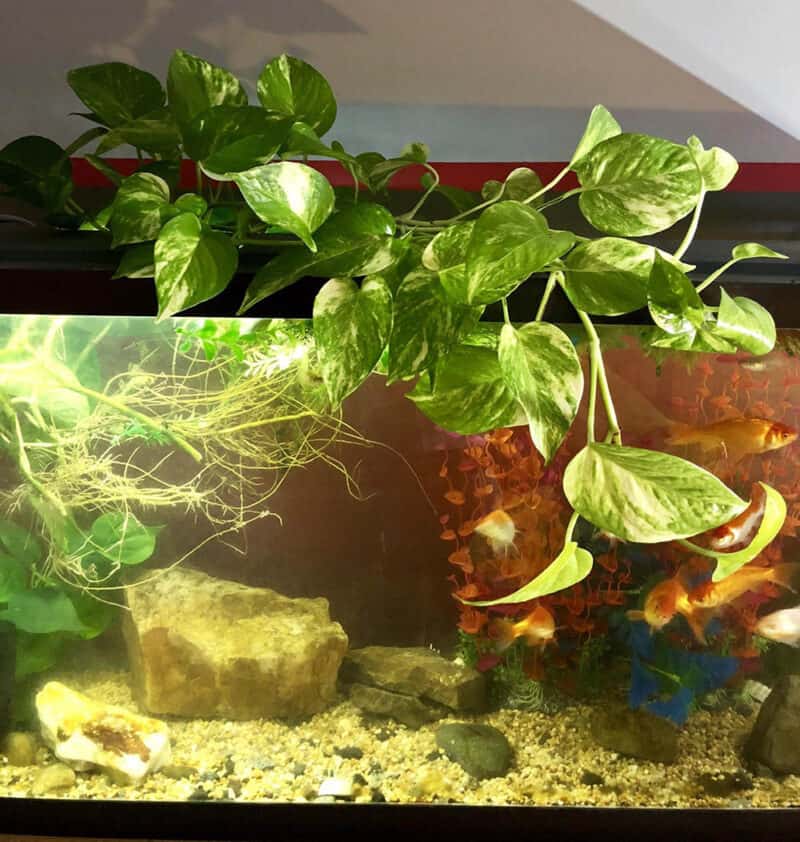 manfaat sirih gading di aquarium