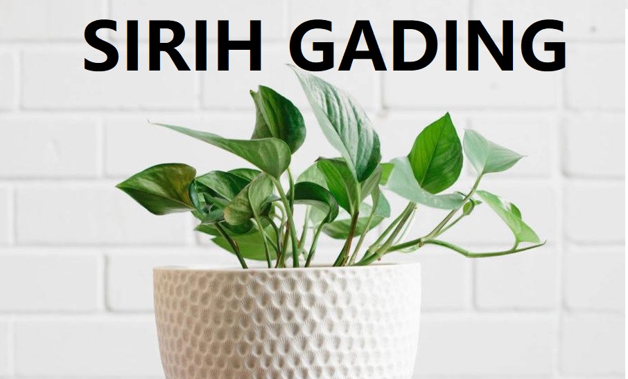 SIRIH GADING
