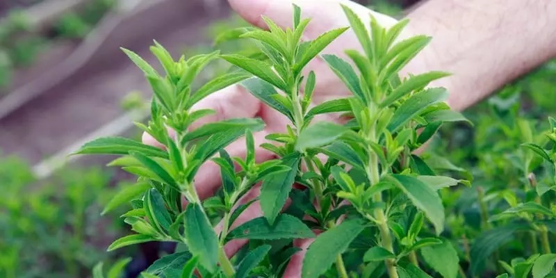tanaman-stevia tanaman-stevia