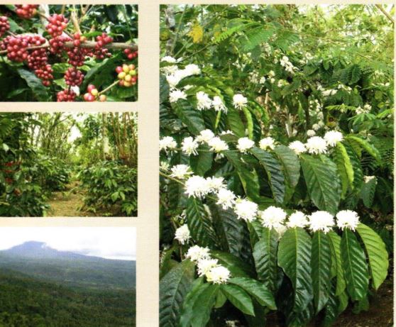 syarat tanam tanaman kopi