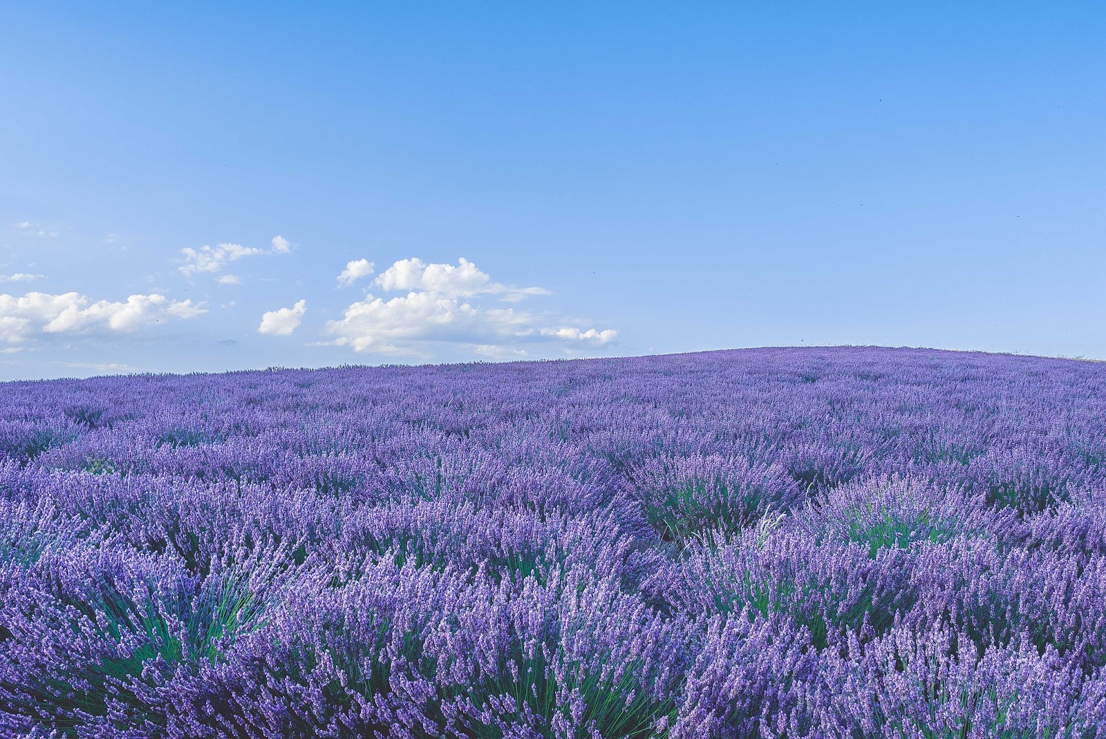gambar perkebunan bunga lavender