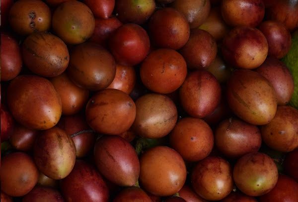 manfaat terong belanda