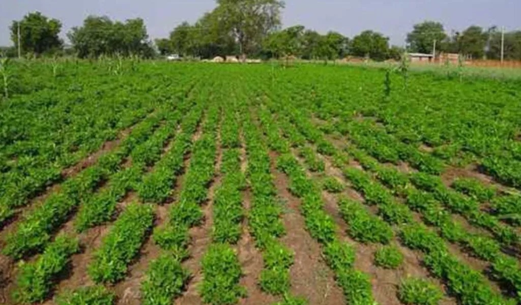 budidaya kacang tanah