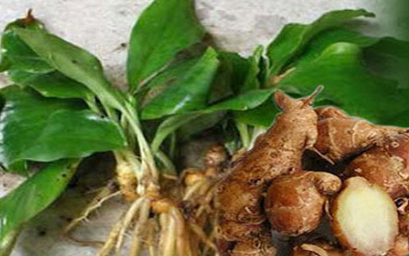 budidaya tanam kencur budidaya tanam kencur