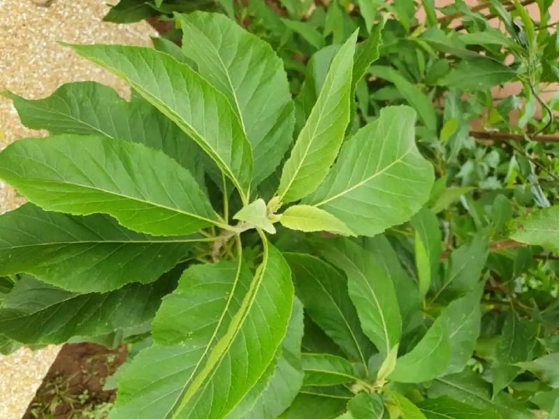 manfaat-daun-afrika manfaat-daun-afrika