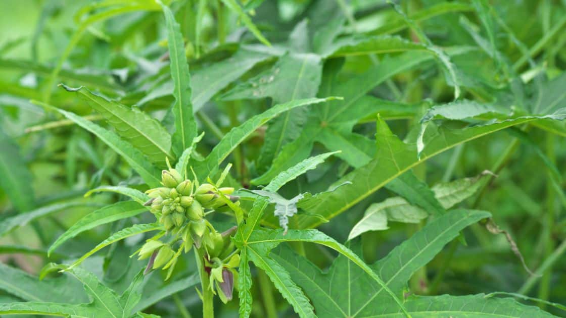 manfaat-daun-gedi manfaat-daun-gedi