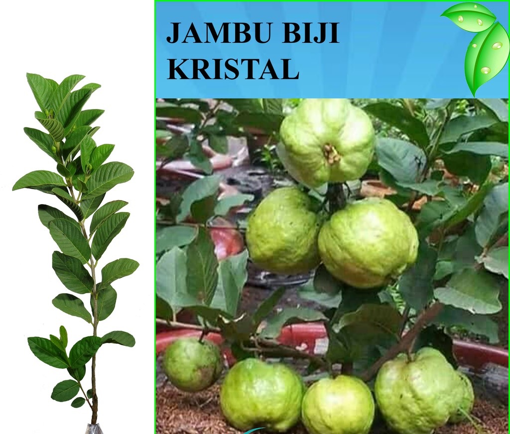 tanaman jambu biji