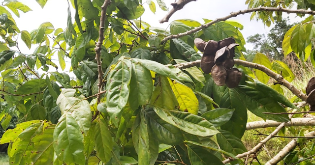 pohon jengkol