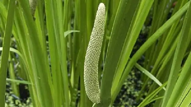 tanaman jeringau