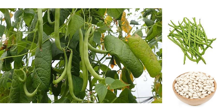 tanaman kacang buncis tanaman kacang buncis