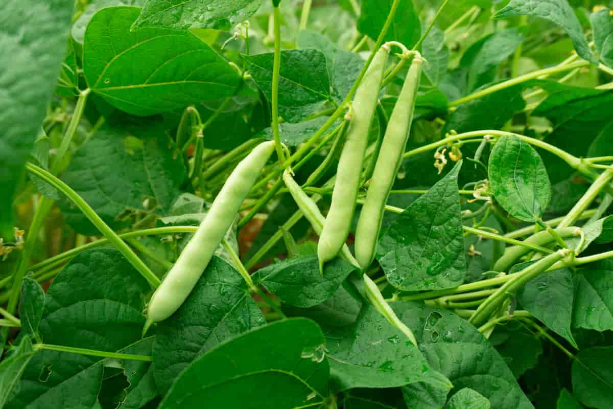kacang merah