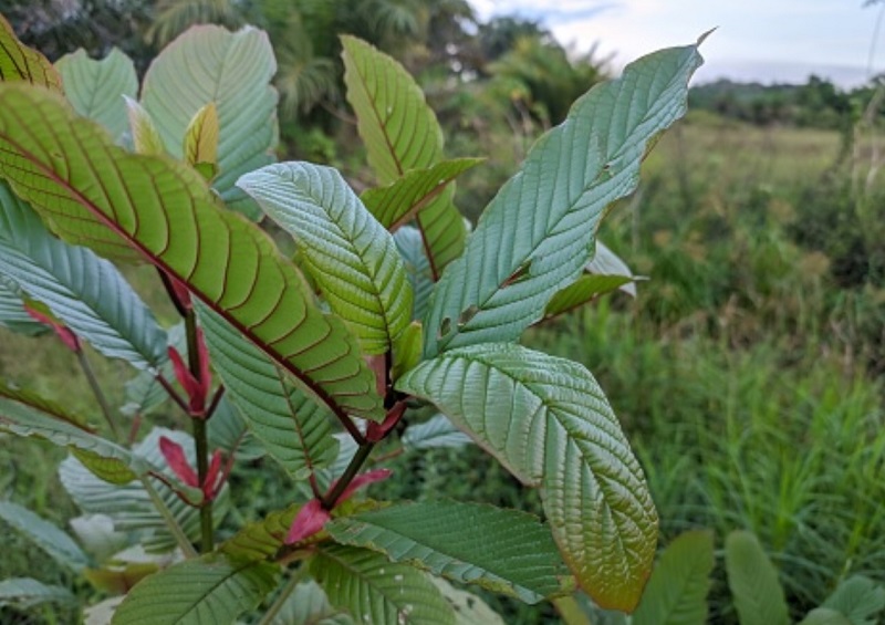 pohon-kratom pohon-kratom