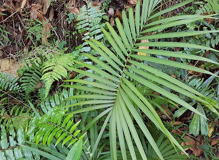 tanaman-rotan