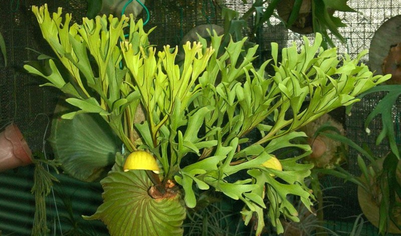 tanaman-tanduk-rusa