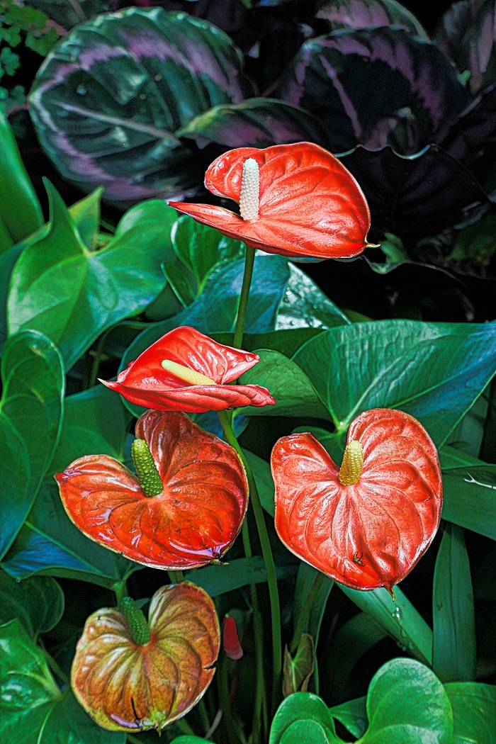 gambar daun tanaman anthurium gambar daun