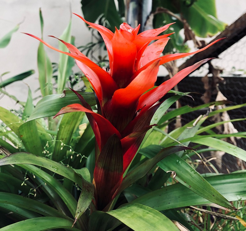 bunga bromelia