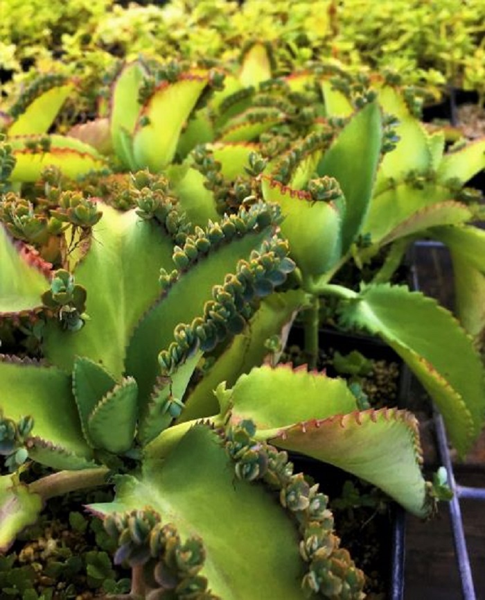 cocor - bebek cocor - bebek