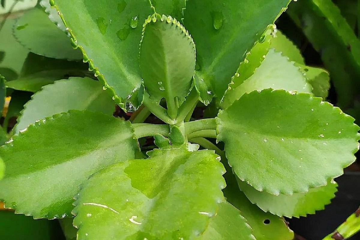 cocor bebek cocor bebek