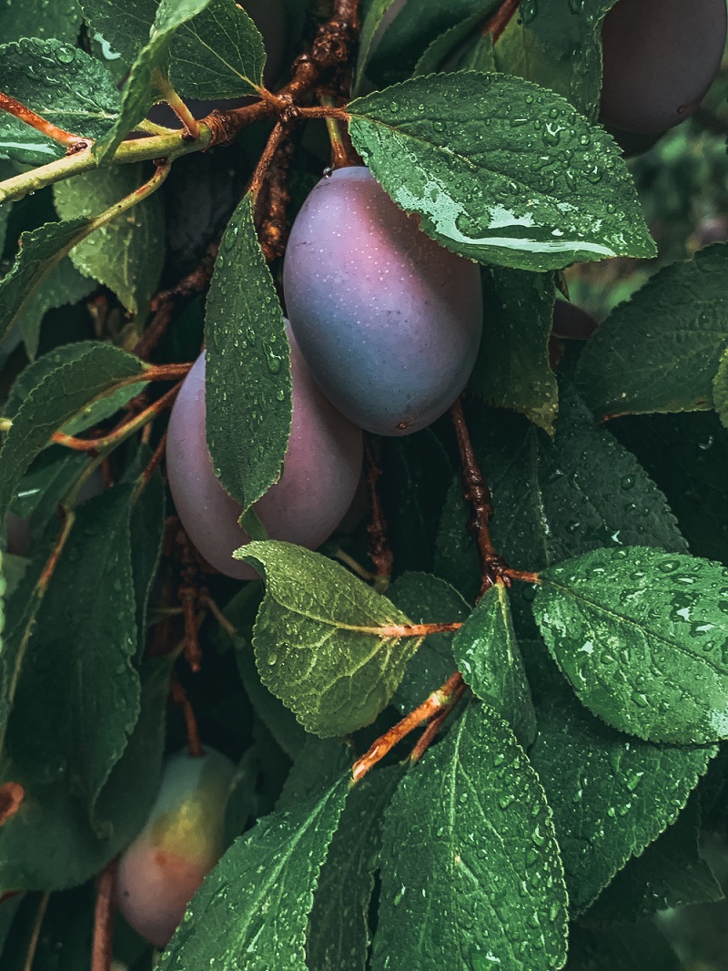 buah-plum buah-plum