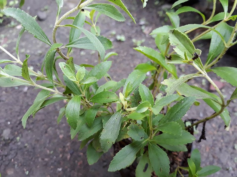 stevia-tanaman stevia-tanaman