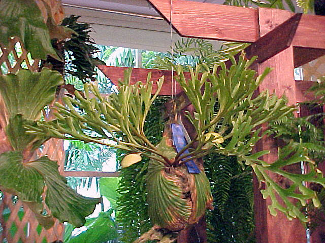 tanaman tanduk rusa
