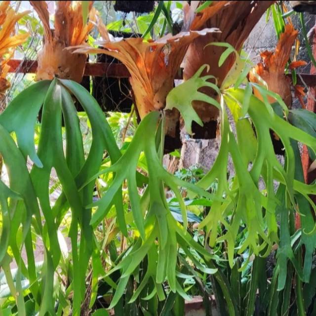 manfaat-tanaman-tanduk-rusa