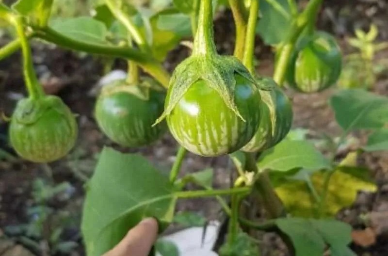 manfaat-terong-lalap manfaat-terong-lalap