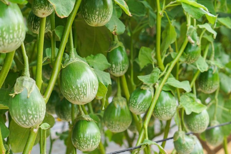 terong-lalap terong-lalap