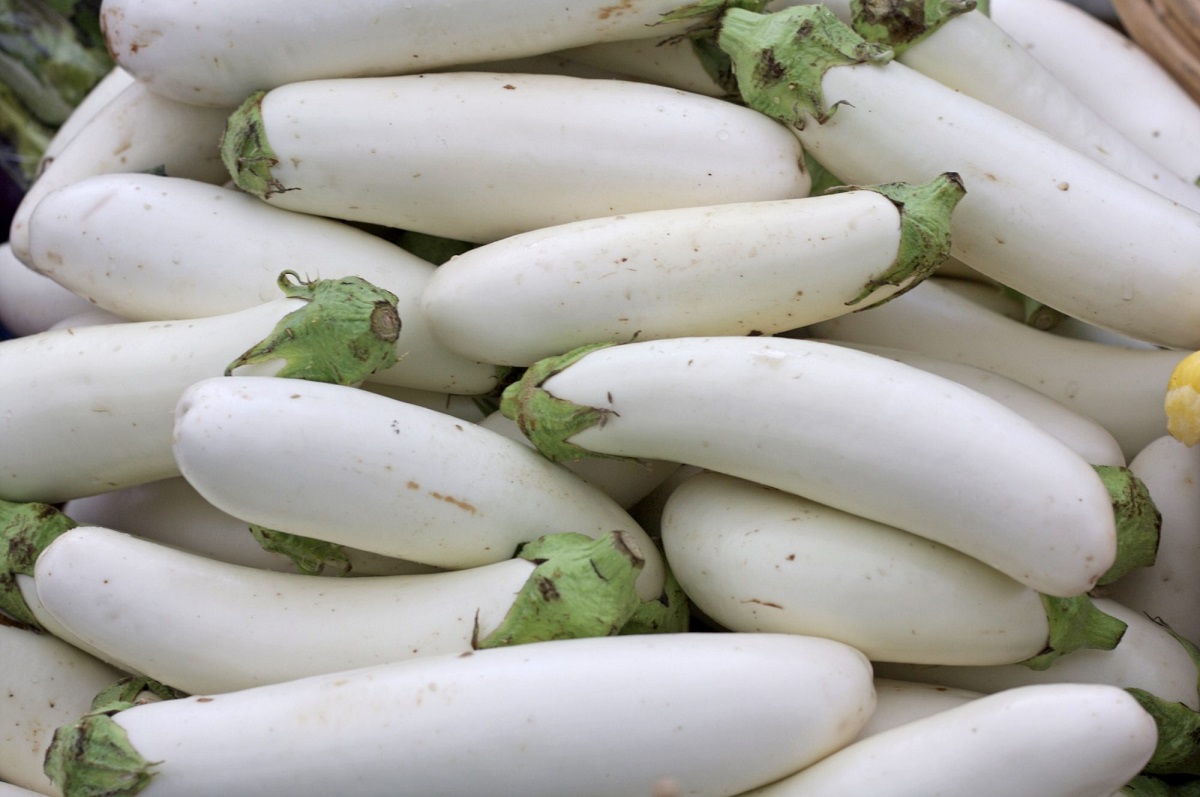 terong putih terong putih