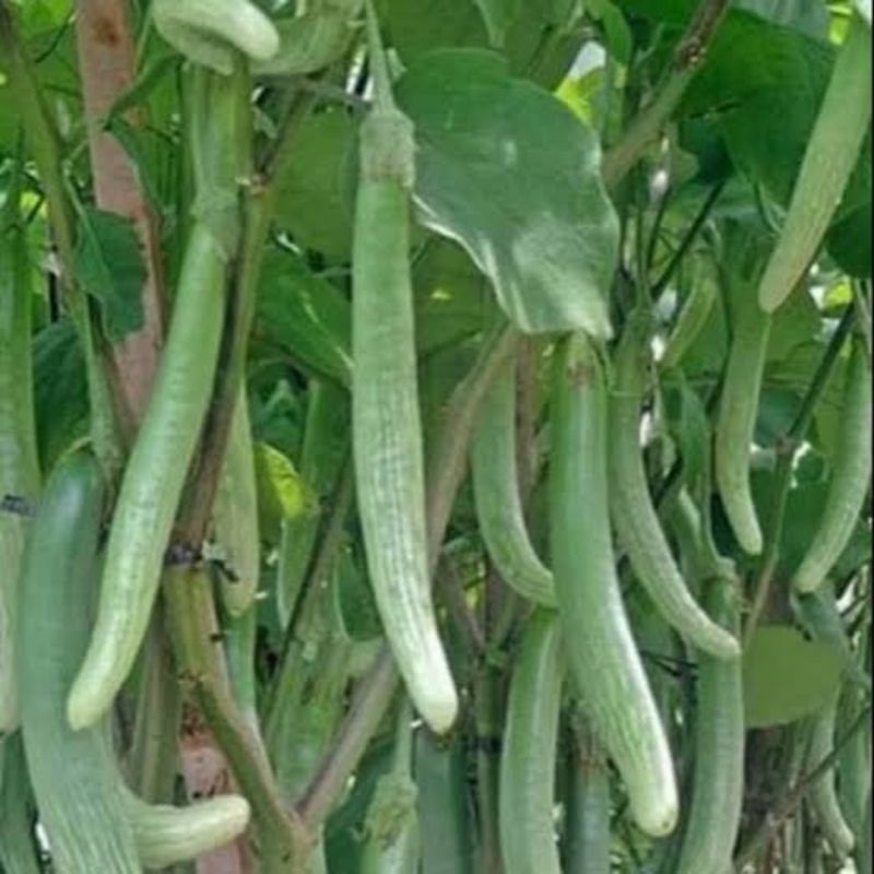 terong telunjuk terong telunjuk