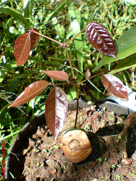 bibit jengkol bibit jengkol